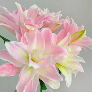 重瓣香水百合花种球四季开花好养易活盆栽鲜花庭院绿植物花卉种子