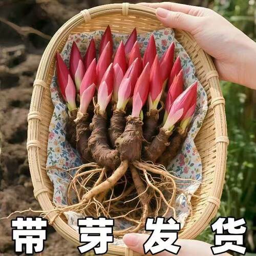 重瓣芍药花苗带芽耐寒多年生盆栽