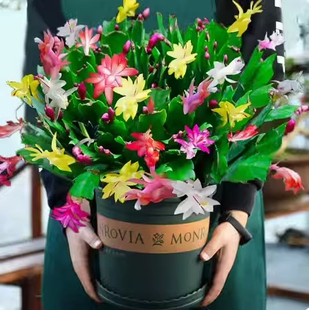 嫁接蟹爪兰花苗蟹爪莲带花多色盆栽绿植物室内花四季好养花卉盆栽