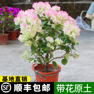 绿樱三角梅盆栽老桩带花卉名贵绿植物四季开花室内阳台耐寒多色苗