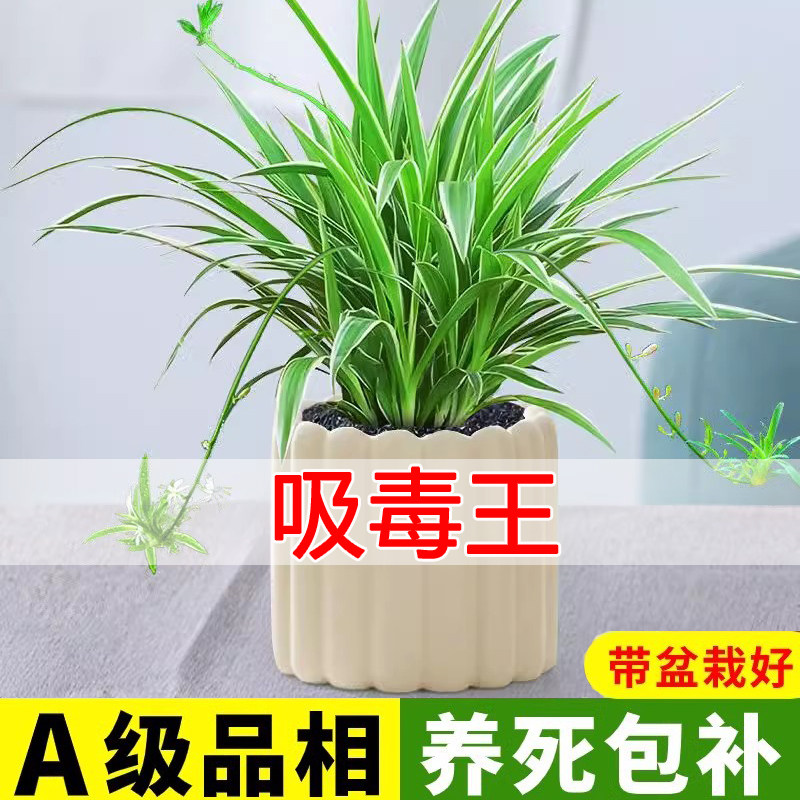 【吸毒王】金边吊兰室内植物盆栽垂吊花卉净化空气吸甲醛水培绿植,鲜花速递/花卉仿真/绿植园艺,绿植,淘宝优惠券,粉丝福利购,淘宝优惠卷