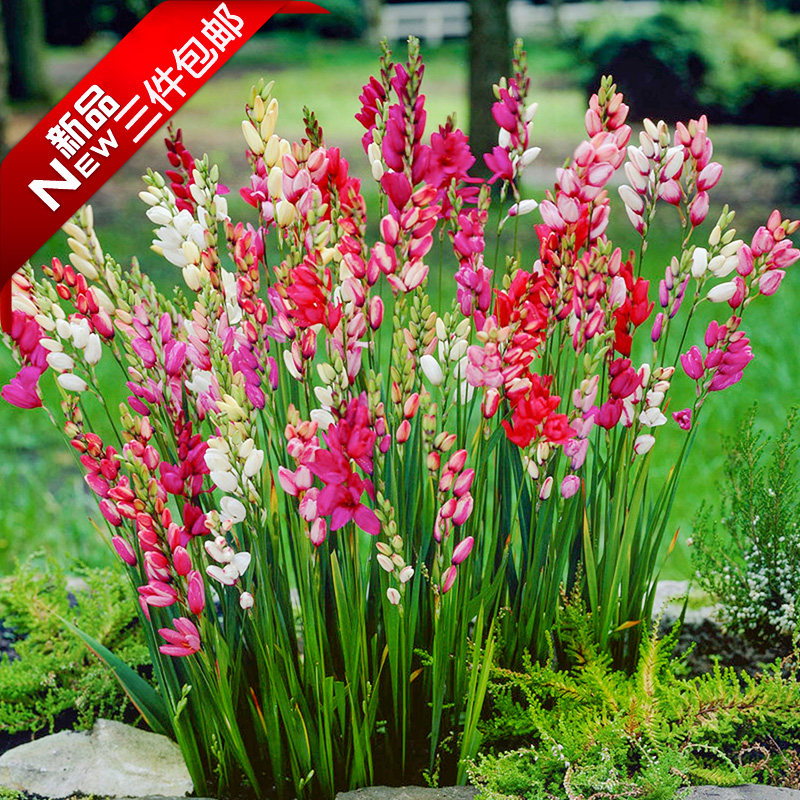 南非进口玉米百合种球花卉秋冬四季植物室内外阳台盆栽风信子