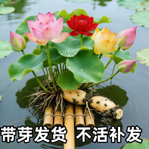 大型荷花观赏藕种盆栽四季好养