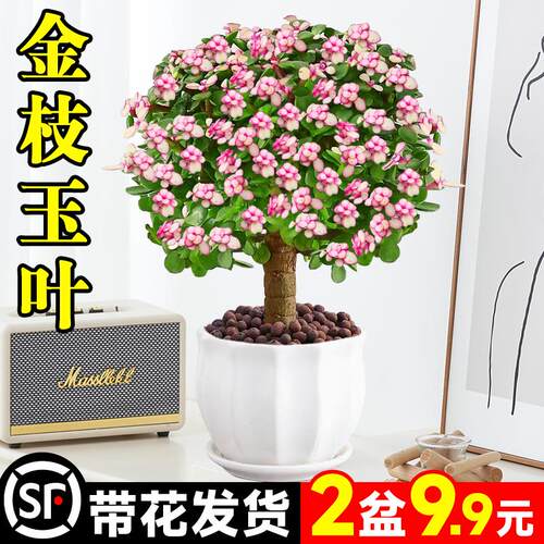金枝玉叶盆栽老桩多肉水培