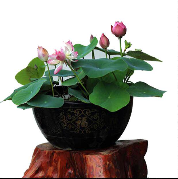 四季播种开口碗莲种子水培植物绿植花卉睡莲种籽包邮荷花水生花