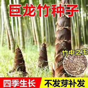 大型巨龙竹种子竹笋苗四季户外庭院园林种植可食用竹种籽新种优种