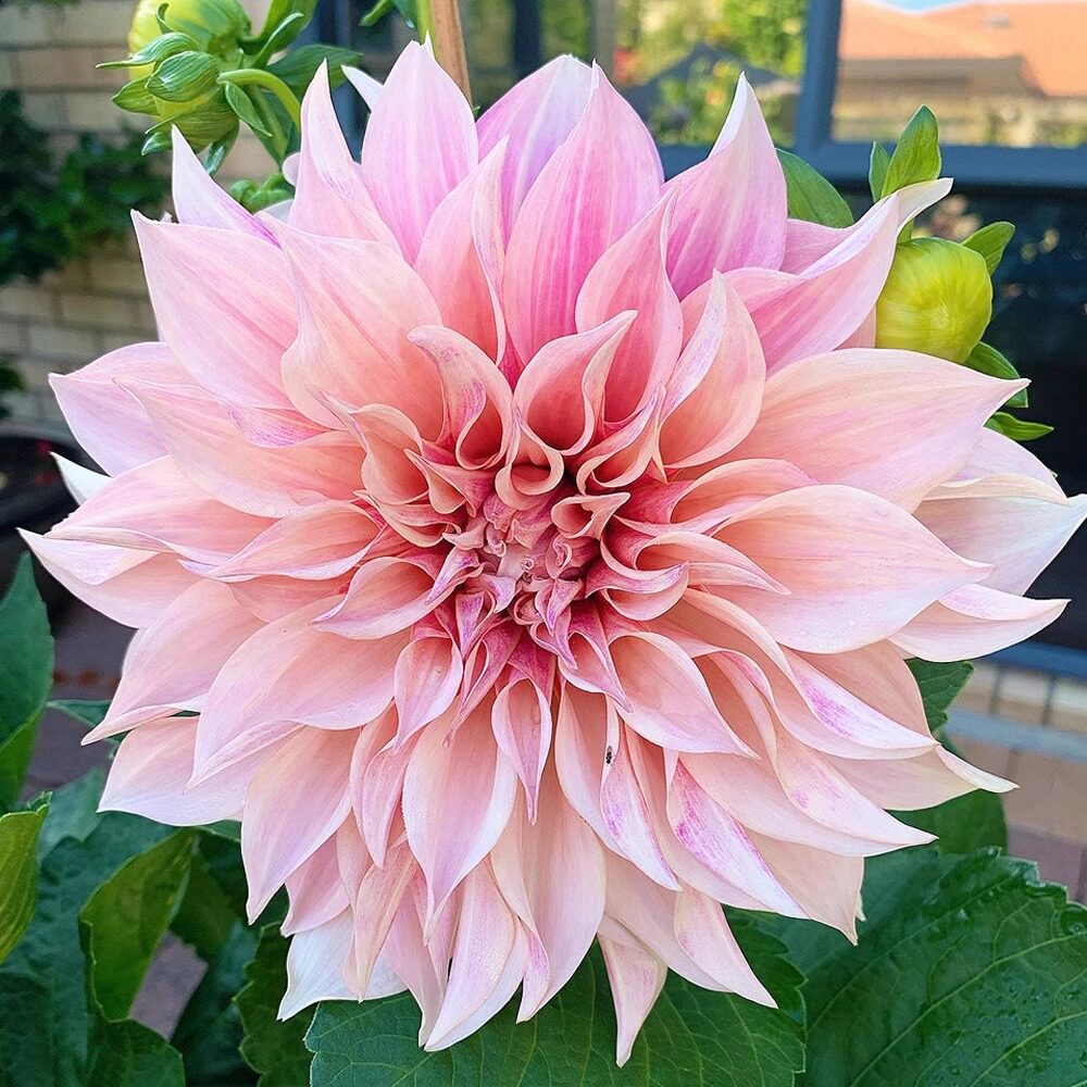 大丽花种球根地瓜花种球四季开花多年生室内庭院阳台花卉盆栽植物