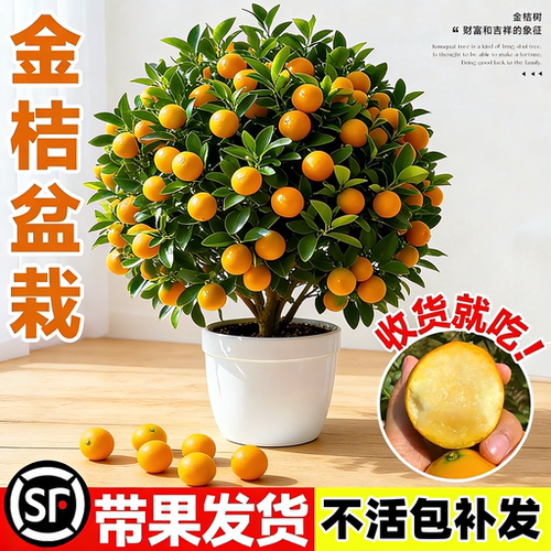 金桔树苗盆栽可食用带果脆皮