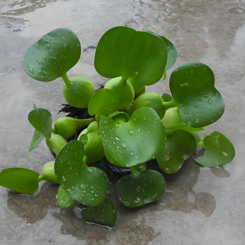 水葫芦水草浮萍鱼缸乌龟虾花卉鱼池塘净化水生植物种苗莲花凤眼莲