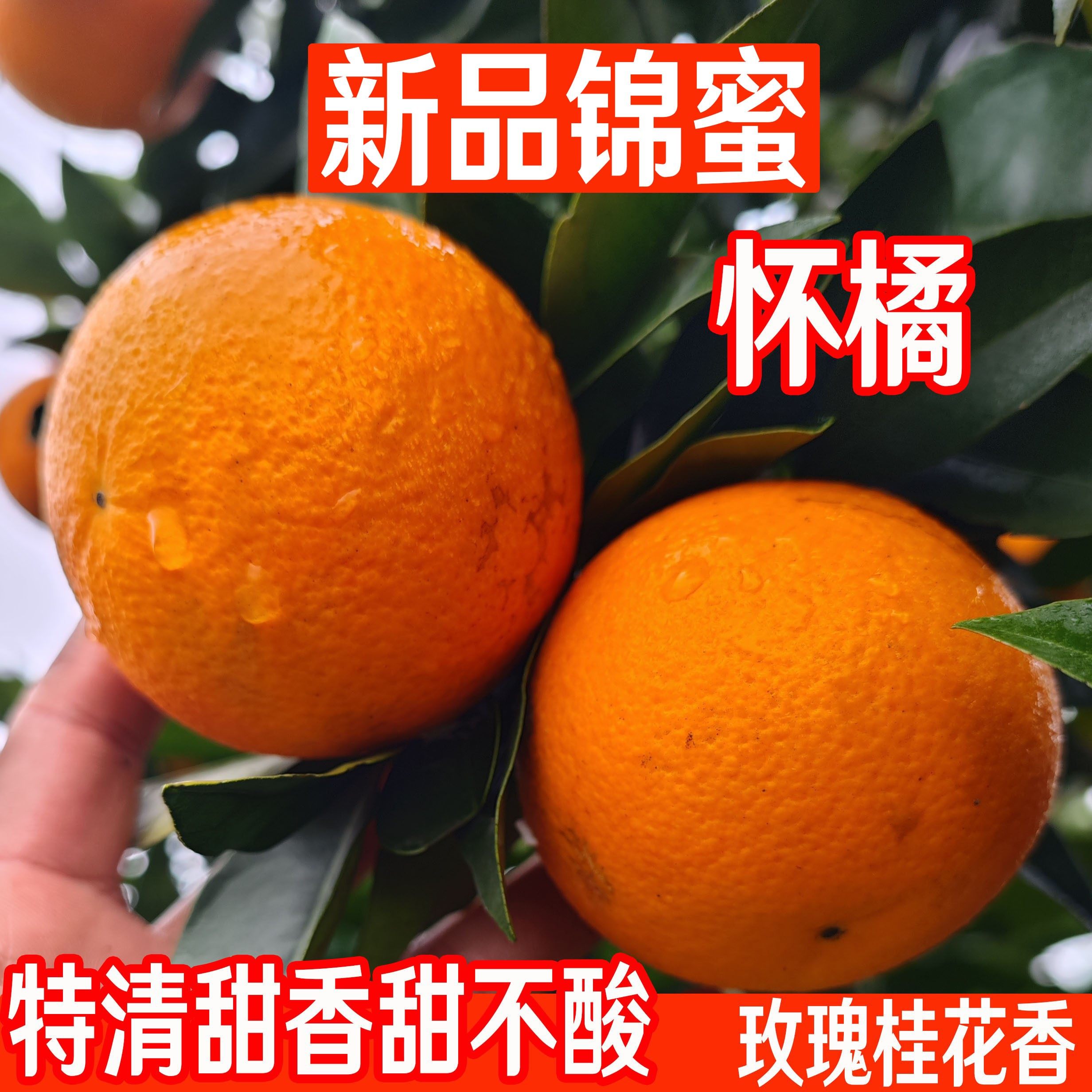 怀橘1号冰糖橙 麻阳非锦蜜诸橙禇超甜新鲜水果湖南甜柑橙子5/10斤,水产肉类/新鲜蔬果/熟食,橙,淘宝优惠券,粉丝福利购,淘宝优惠卷