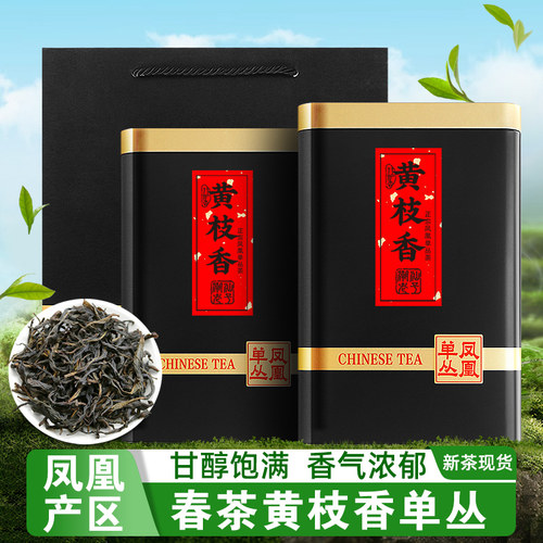 新茶黄枝香凤凰单枞茶