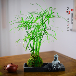 水竹旱伞草盆栽风车草绿植室内办公茶几桌面好养室内盆景观赏送礼