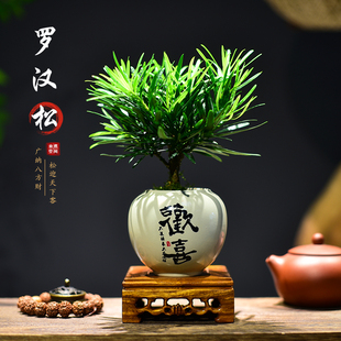 菊花罗汉松小盆栽室内办公室客厅茶室桌面绿植小盆景四季常青好养