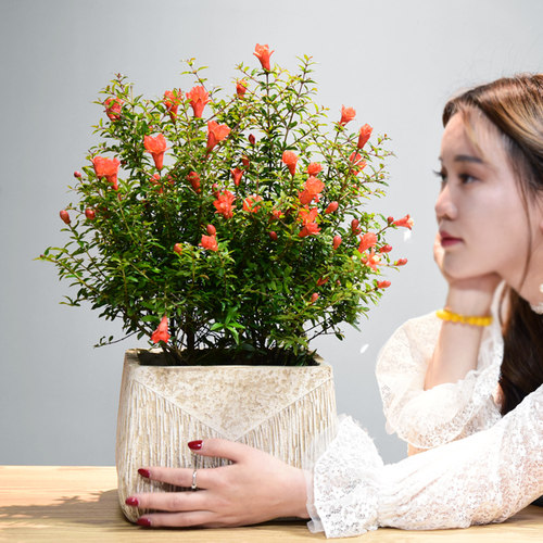 绿植带果好养易活盆景石榴花