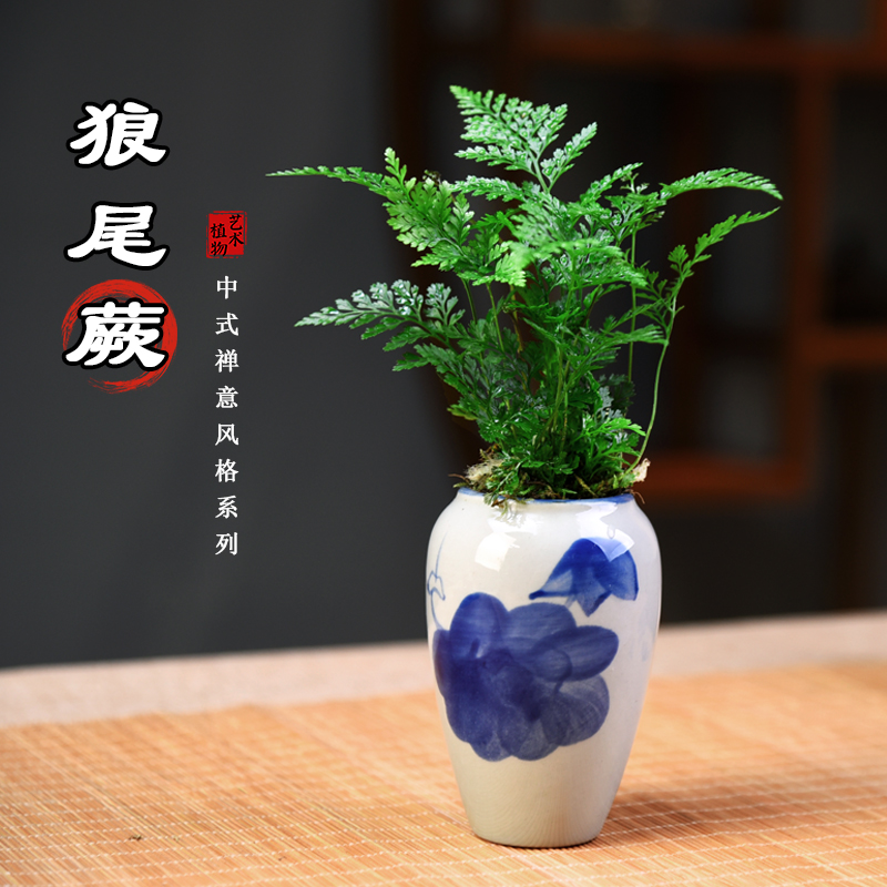 狼尾蕨办公室接待前台书房客厅