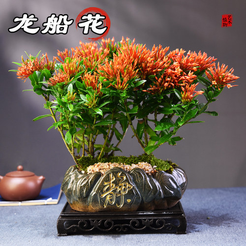 龙船花木本花卉桌面客厅办公室