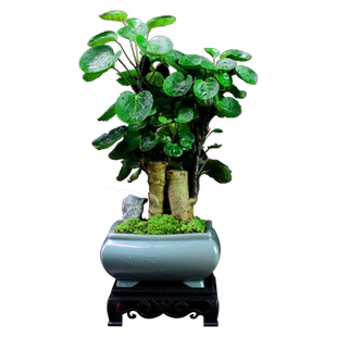 金钱兜盆栽老桩植物钱多多福禄桐办公室茶室桌面绿植室内客厅盆景