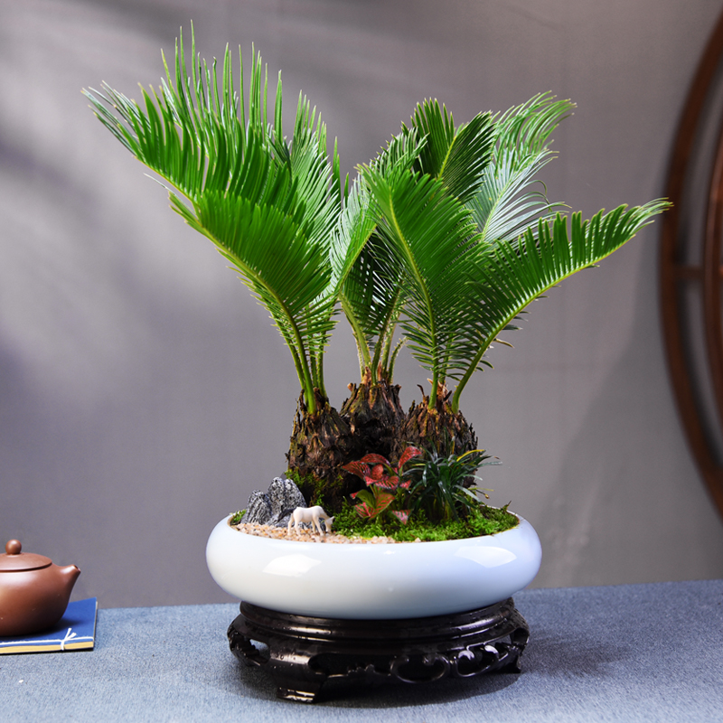 铁树阳台书房客厅办公室