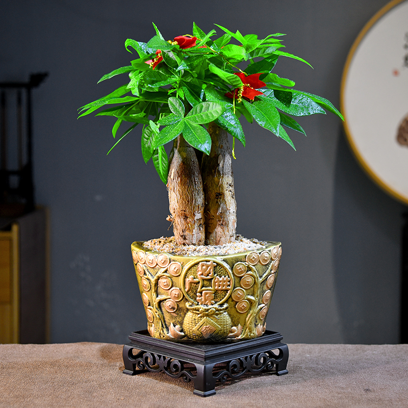 发财树客厅办公室书房接待前台