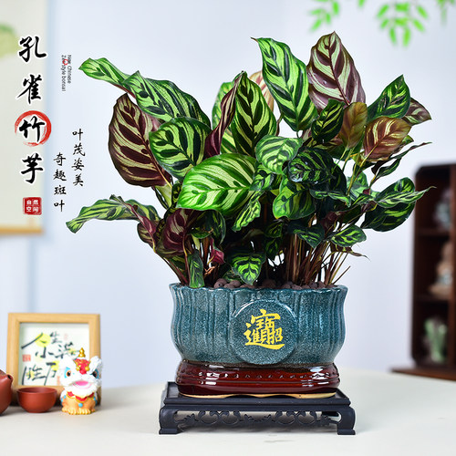 孔雀竹芋盆栽彩叶竹芋四季常青室内客厅办公室中式植物盆景好养活