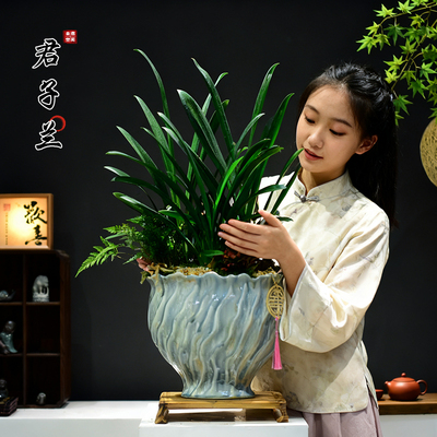 君子兰盆栽室内高雅植物盆景四季常青好养中式绿植办公室客厅摆件