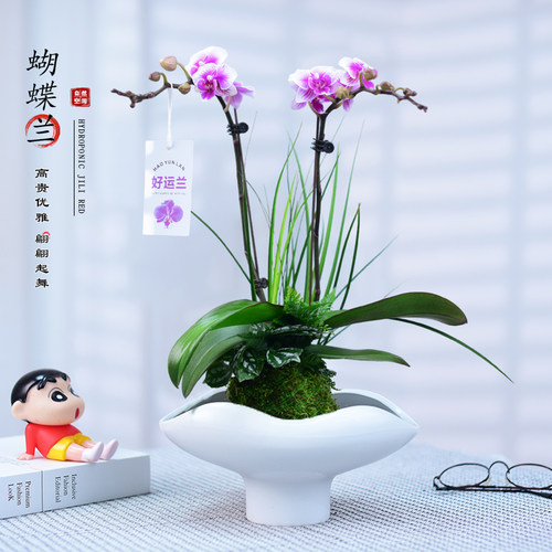 蝴蝶兰盆栽兰花组合绿植室内办公室客厅桌面植物好养观花寓意送礼