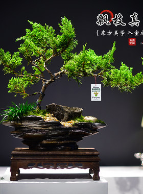 造型飘枝真柏盆景观赏室内绿植迎客柏植物茶室书房文雅盆栽送礼