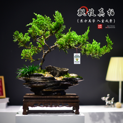 造型飘枝真柏盆景观赏室内绿植迎客柏植物茶室书房文雅盆栽送礼