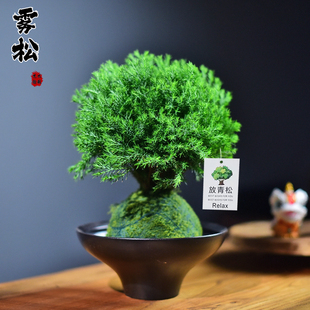 雾松盆栽放青松植物室内苔玉球四季好养办公客厅桌面装饰绿植盆景