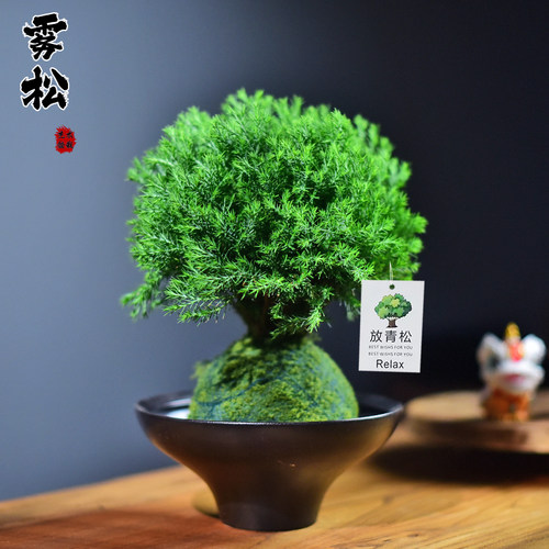 雾松盆栽放青松植物室内苔玉球四季好养办公客厅桌面装饰绿植盆景