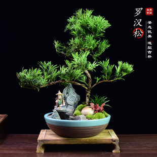 小叶雀舌罗汉松盆景树桩造型老桩植物室内绿植客厅迎客松盆栽送礼