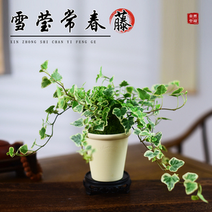 雪莹常春藤盆栽室内桌面常青藤书房茶几盆景室内好养四季常青摆件