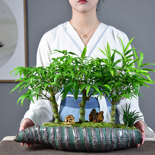 常青罗汉竹趣味植物 佛肚竹子盆栽葫芦竹盆景客厅桌面阳台绿植四季