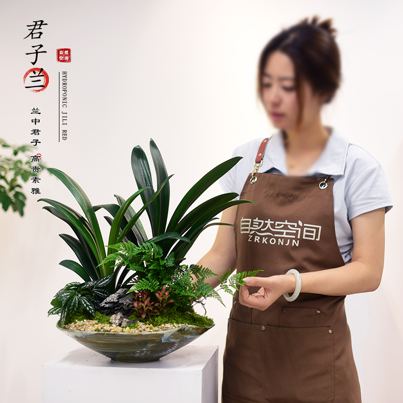 君子兰盆栽室内办公客厅书房植物大盆景桌面观赏微景观摆件送礼物