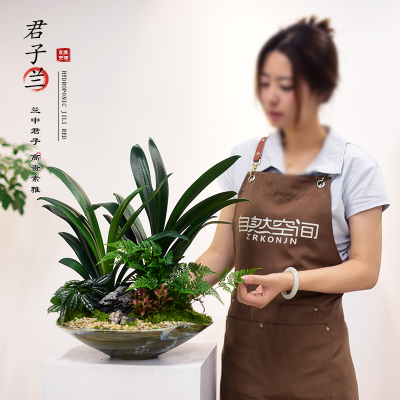 君子兰盆栽室内办公客厅书房植物大盆景桌面观赏微景观摆件送礼物