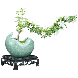 飘枝六月雪中式禅意小盆栽临水造型室内办公茶室桌面观赏好养绿植