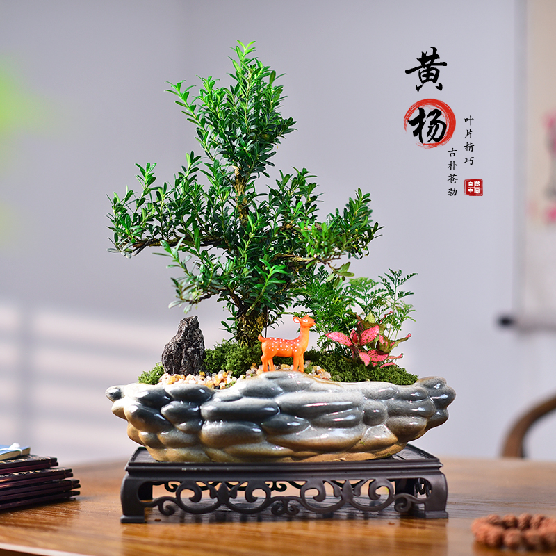 黄杨盆景绿植新中式文艺微景观室内茶室办公桌面植物摆件好养送礼