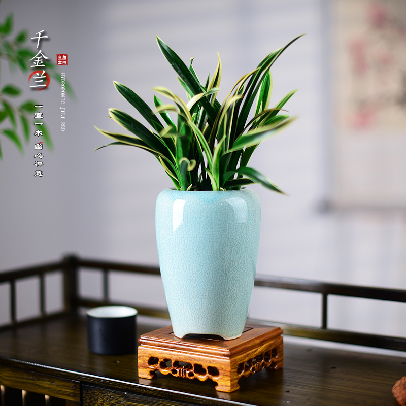 千金兰盆栽金边神童兰花国兰中国风室内客厅办公书房桌面植物送礼