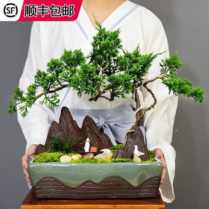 松柏盆景价格 松柏盆景图片 星期三 松柏盆景价格 松柏盆景图片 星期三
