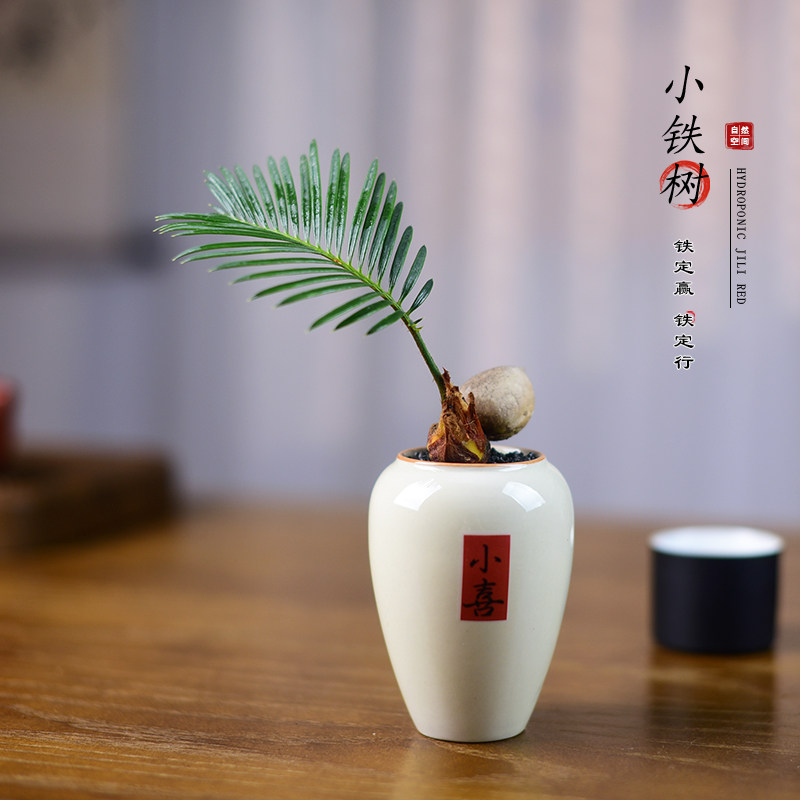 铁树盆栽宝宝植物室内办公室桌面阳台艺术小盆景绿植四季好养趣味,鲜花速递/花卉仿真/绿植园艺,绿植,淘宝优惠券,粉丝福利购,淘宝优惠卷