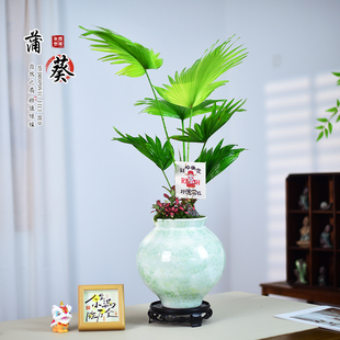 大叶蒲葵盆景艺术组合绿植盆栽室内中式文雅美观办公客厅好养植物