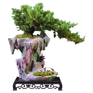 飘枝造型珍珠柏盆栽室内客厅茶室好养办公室中式复古盆景绿植礼品