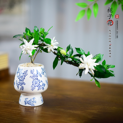 临水飘枝栀子花盆栽室内办公客厅桌面小盆景绿植开花香浓植物摆件