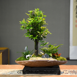 饰 黑骨茶盆栽小叶紫檀室内绿植办公室书房展厅桌面古风植物摆件装