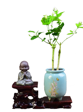 茉莉木本花卉茶桌客厅办公室