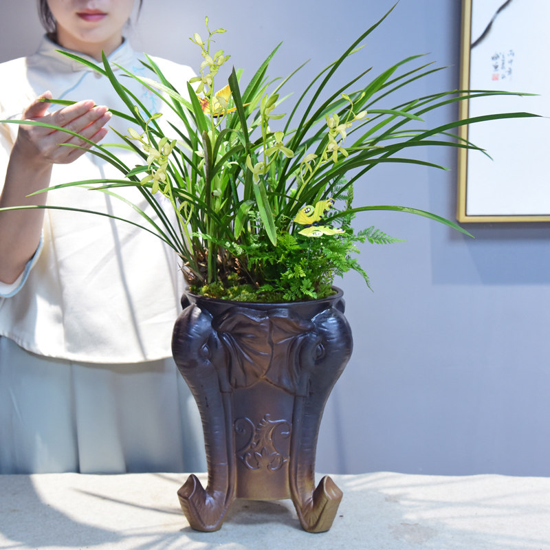 兰花盆栽建兰铁骨素兰花室内植物花卉四季常青办公室观赏国兰盆景,鲜花速递/花卉仿真/绿植园艺,时令草本花卉,淘宝优惠券,粉丝福利购,淘宝优惠卷