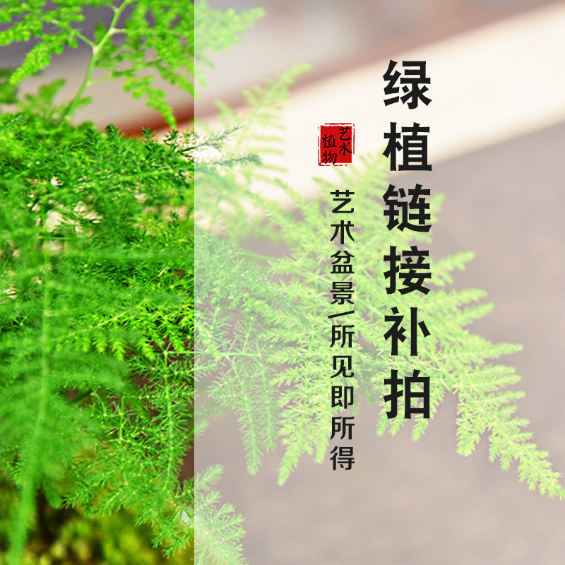 植物盆景阳台书房带盆种好