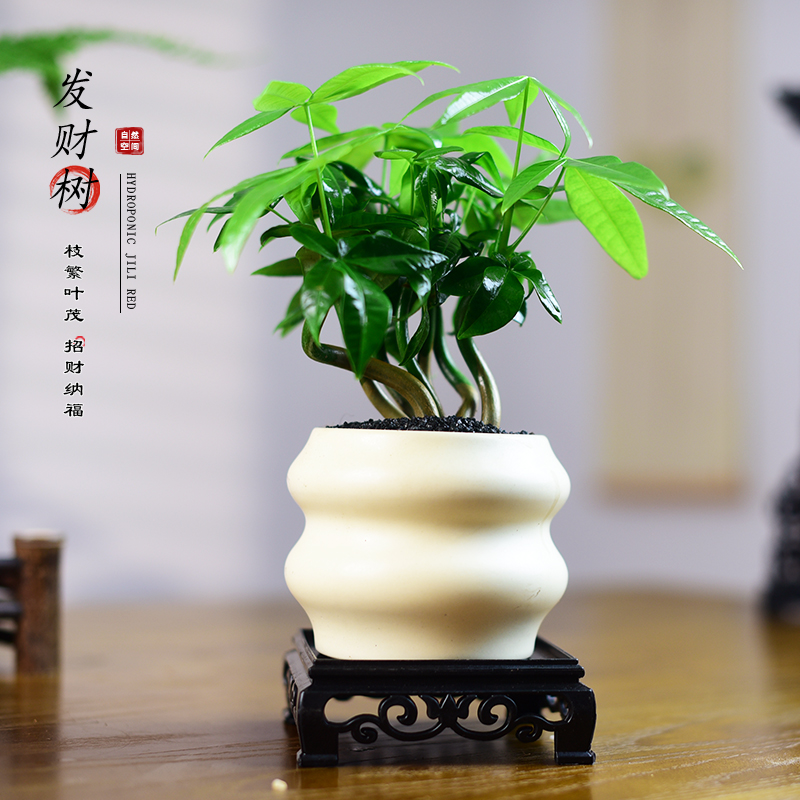小盼菩提盆栽植物室内绿植