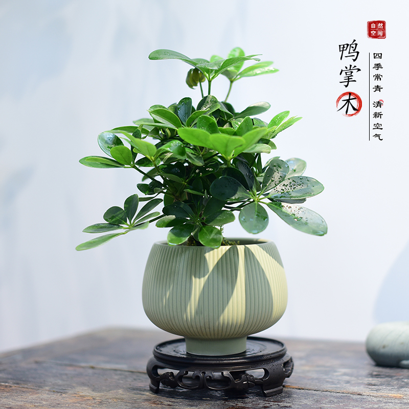 鸭掌木盆栽绿植八方来财鸭脚木盆景四季桌面室内盆景鹅掌柴摆件