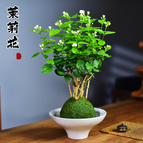 茉莉花盆栽绿植苔玉球浓香型室内办公阳台绿植桌面花卉盆景好养